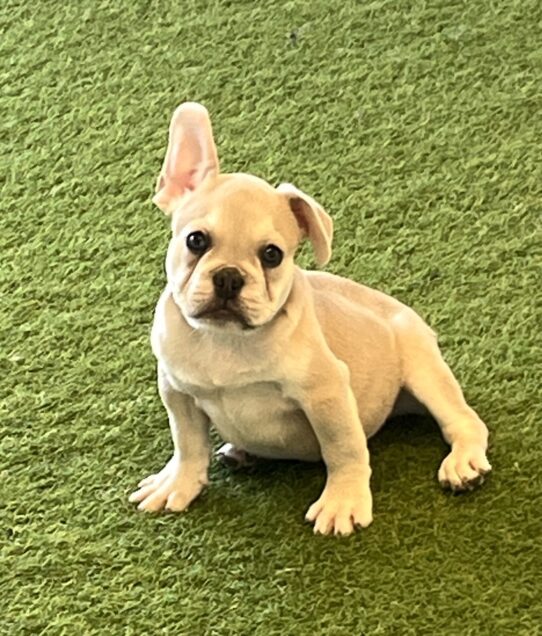 [#252164-01] Blue Fawn M French Bulldog Puppies For Adoption