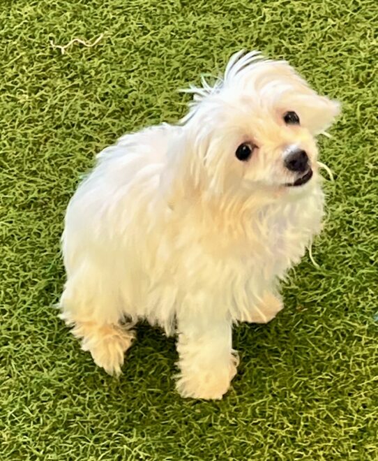 [#251913-02] White M Maltese Puppies For Adoption