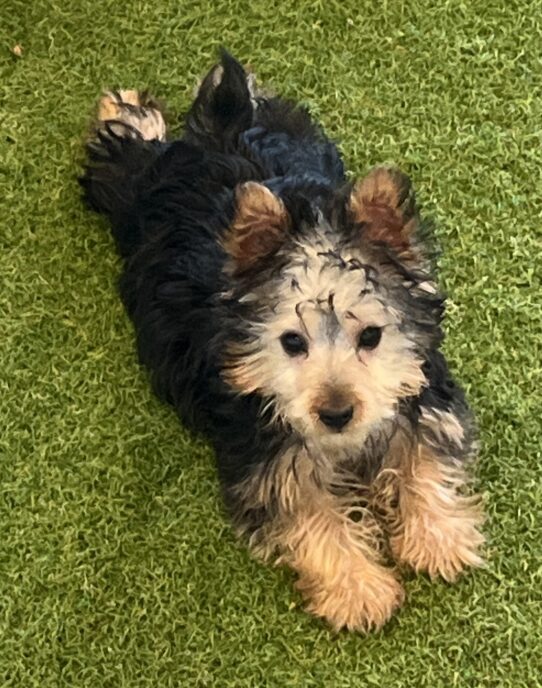 [#252469-01] Black / Tan M Silky Terrier Puppies For Adoption