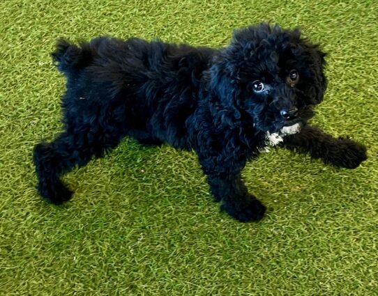 [#252204-02] Black M Cock A Poo Puppies For Adoption