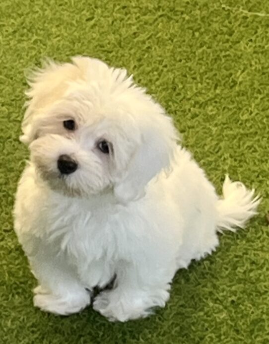 [#251982-02] White M Bichon Frise Puppies For Adoption