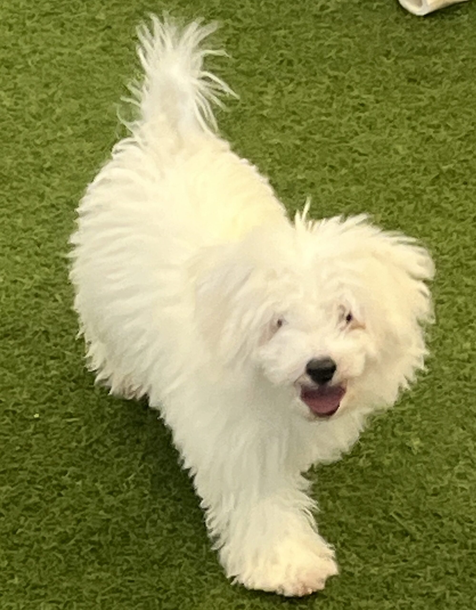 [#252017-02] White F Morkie Puppies For Adoption