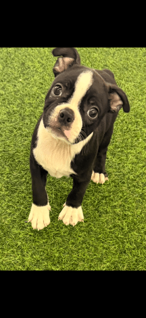 [#25552-01] Black / White M Boston Terrier Puppies For Adoption