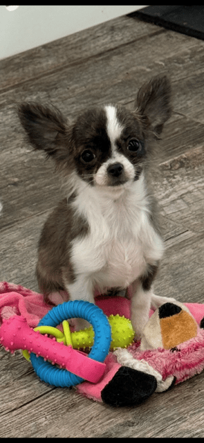 [#251318-03] Brindle / White F Chihuahua Puppies For Adoption