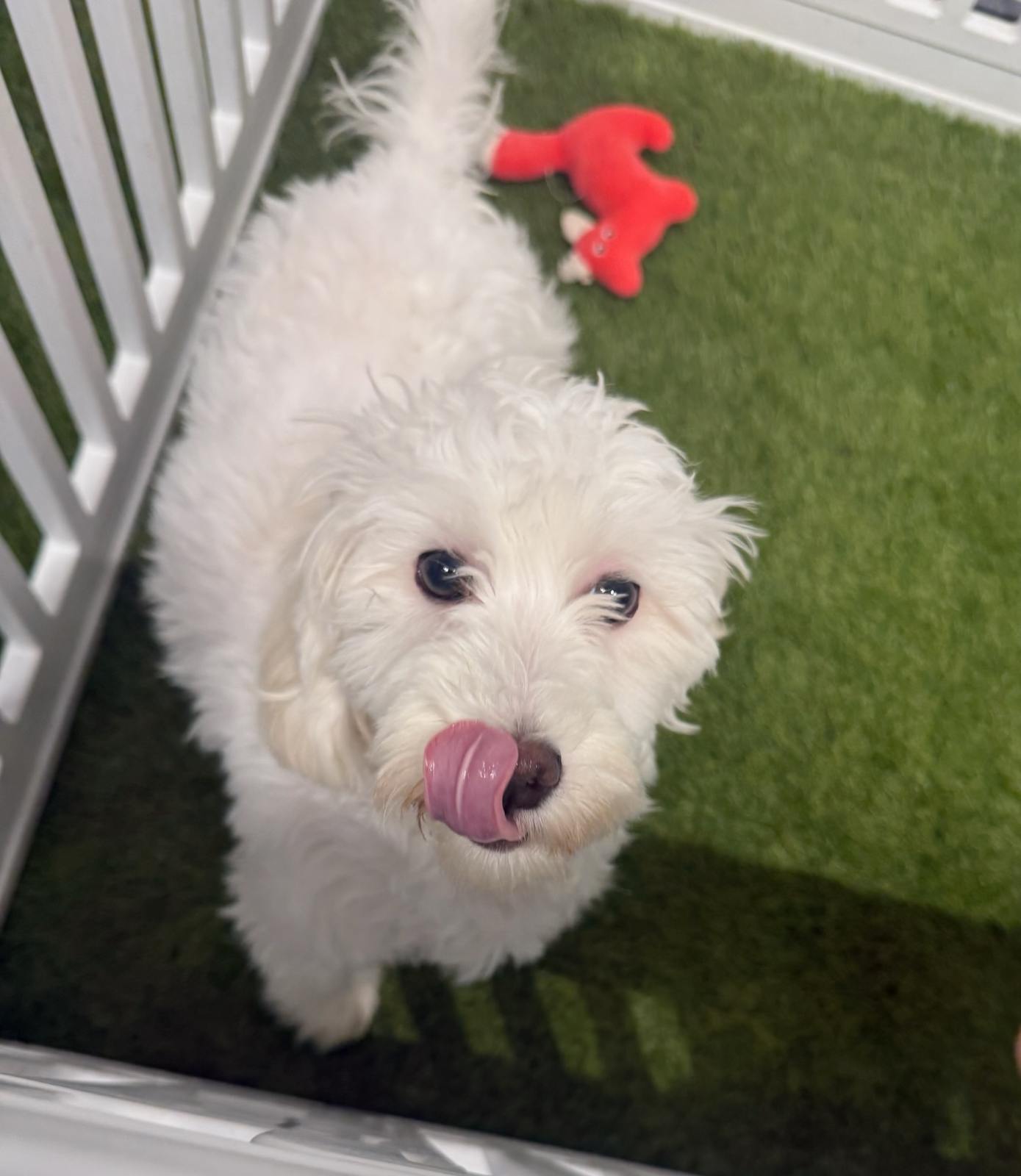 [#252421-05] Red / White F Maltipoo Puppies For Adoption