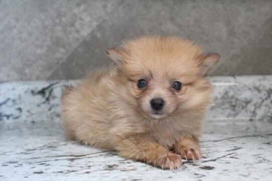 [#252027-01] Brown M Pomeranian Puppies For Adoption