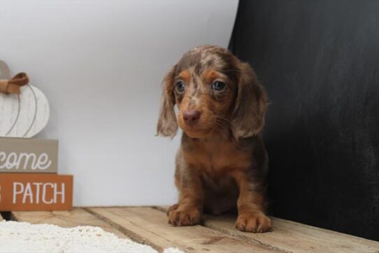 [#252123-01] Chocolate / Tan M Dachshund Puppies For Adoption