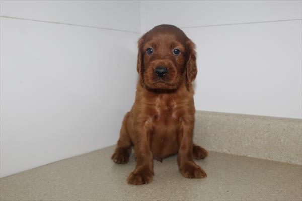 Murphy Image #1