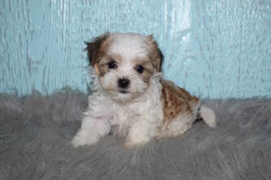 [#252226-06] Brown / White F Havanese Puppies For Adoption