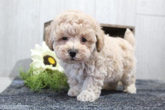 [#252318-01] Apricot M Bichapoo Puppies For Adoption
