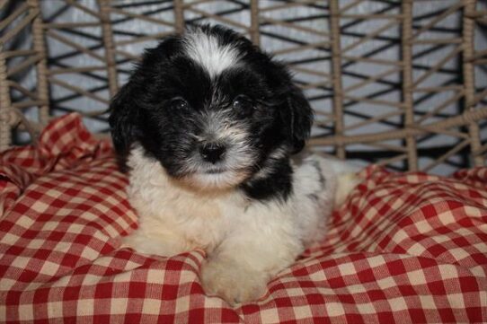 [#252131-01] Black / White M Teddy Bear Puppies For Adoption