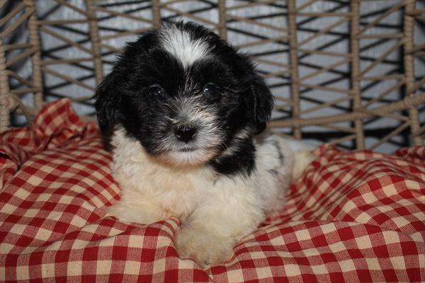 Theo Image #1