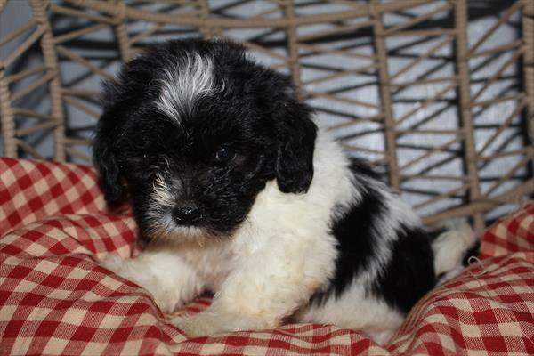 Millie Image #1
