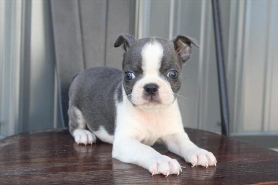 [#252232-06] Blue / White F Boston Terrier Puppies For Adoption