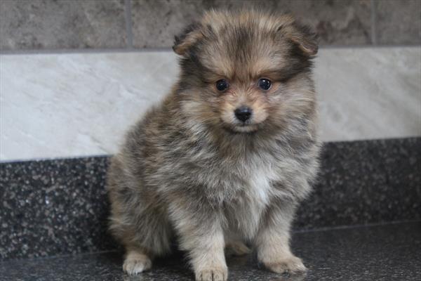 Simba Image #1