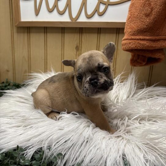 [#252353-03] Fawn Merle M French Bulldog Puppies For Adoption