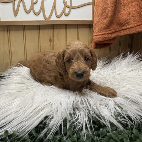 [#252354-01] Red M Goldendoodle Mini Puppies For Adoption