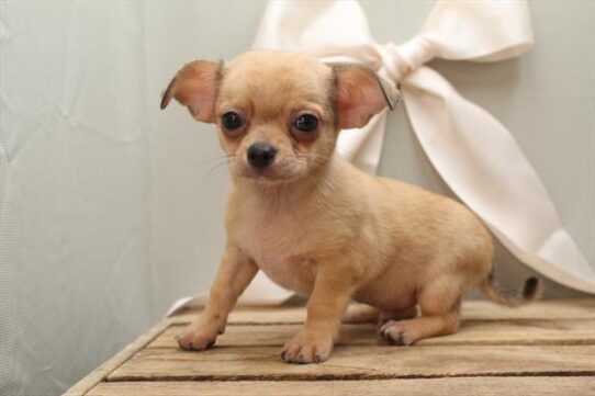 [#252289-01] Chocolate Merle M Chihuahua Puppies For Adoption
