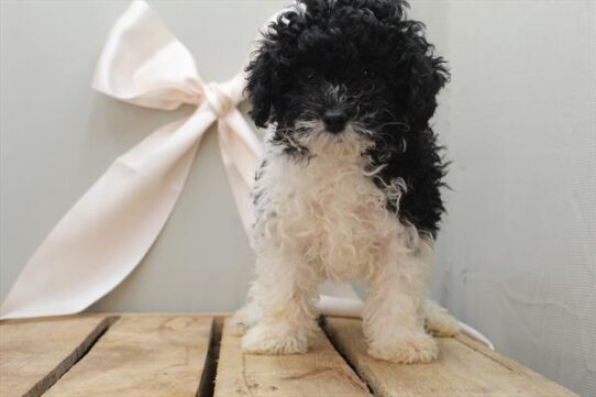 [#252109-01] Black / White M Poodle Mini Puppies For Adoption