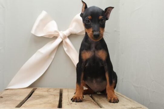 [#252312-01] Black / Rust M Miniature Pinscher Puppies For Adoption