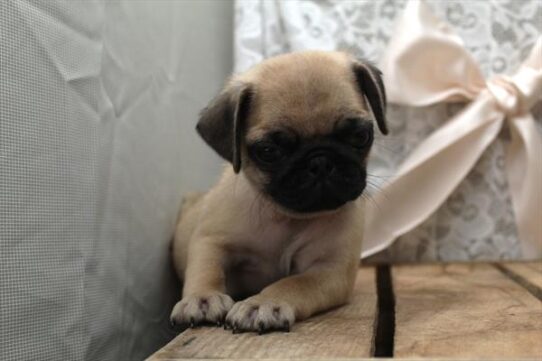 [#252150-02] Fawn M Pug Puppies For Adoption