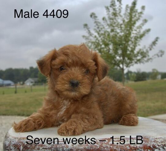 [#25636-03] Apricot M Poodle Mini/Yorkshire Terrier Puppies For Adoption