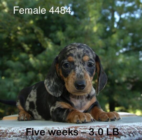 [#25651-06] Silver Dapple F Dachshund Puppies For Adoption