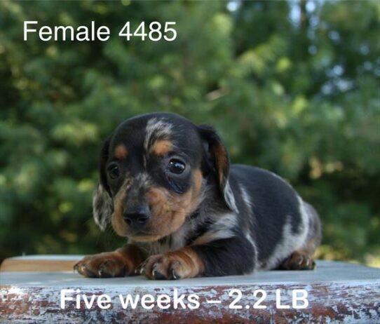 [#25651-07] Silver Dapple F Dachshund Puppies For Adoption