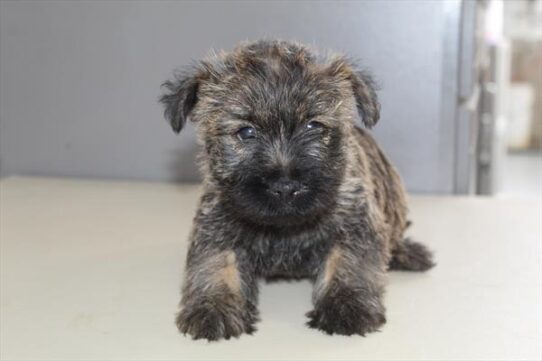 [#252334-01] Brindle M Cairn Terrier Puppies For Adoption