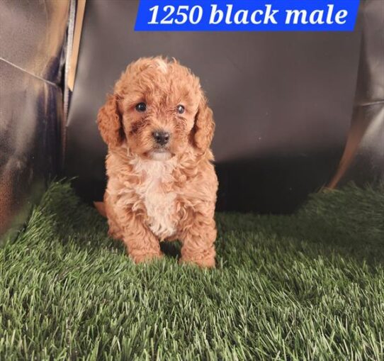 [#25652-02] Light Red M Poodle Mini/Goldendoodle Mini Puppies For Adoption