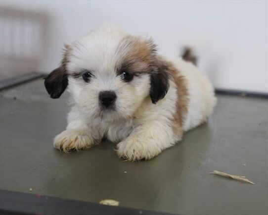 [#252249-07] Gold / White F Lhasa Apso Puppies For Adoption