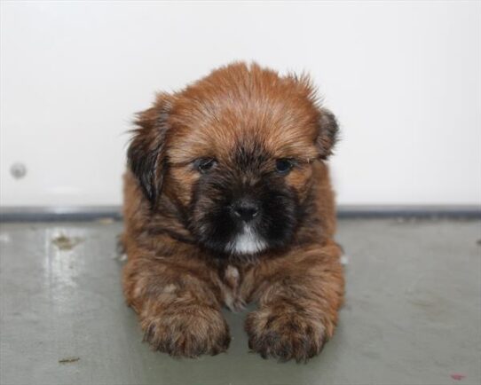 [#252249-02] Gold / White M Lhasa Apso Puppies For Adoption