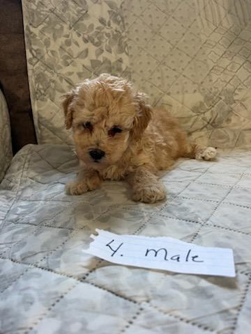 [#25661-02] Apricot M Poodle Mini Puppies For Adoption