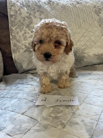 [#25661-05] Cream F Poodle Mini Puppies For Adoption