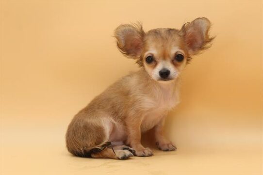 [#251957-01] Brindle M Chihuahua Puppies For Adoption