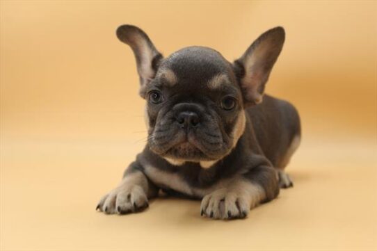 [#252465-01] Blue / Tan M French Bulldog Puppies For Adoption