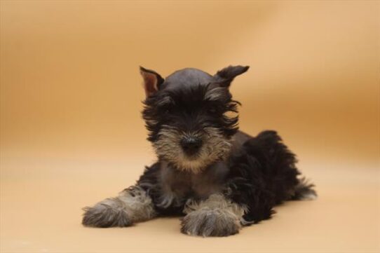 [#252385-01] Black / Silver M Miniature Schnauzer Puppies For Adoption