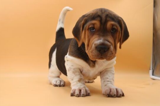 [#252432-03] Tri-Colored F Walrus Puppies For Adoption