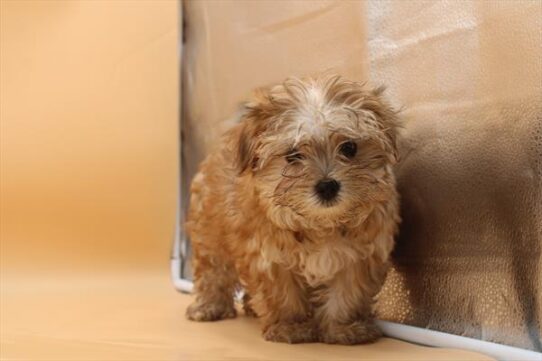 [#252690-01] Brown M Yorkie/Maltese Puppies For Adoption