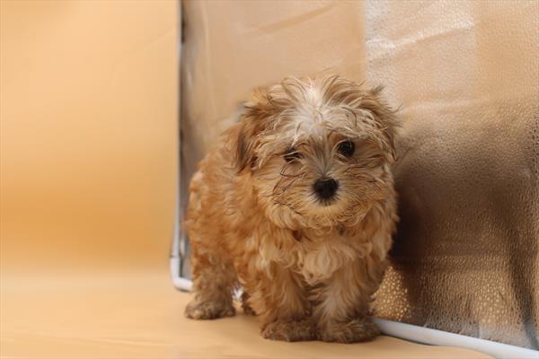 Waffles Image #1