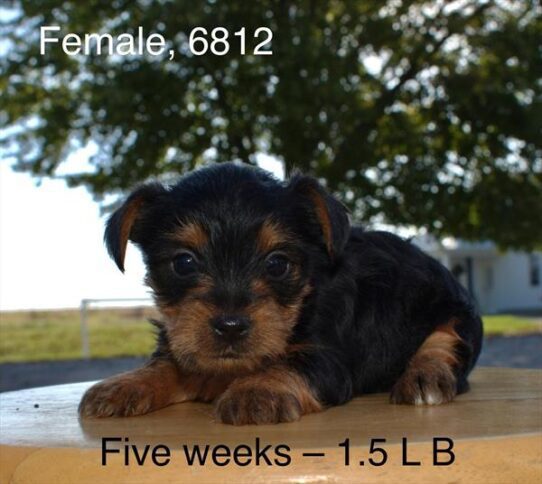 [#25677-03] Black / Tan F Yorkshire Terrier Puppies For Adoption