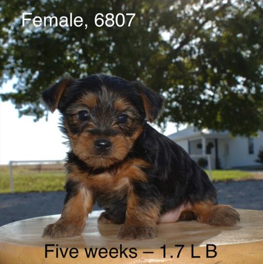 [#25677-04] Black / Tan F Yorkshire Terrier Puppies For Adoption