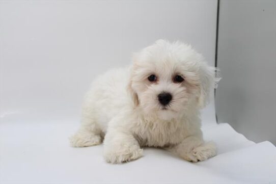 [#252769-03] White F Coton de Tulear Puppies For Adoption
