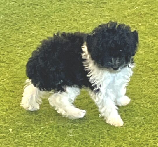 [#252109-01] Black / White M Poodle Mini Puppies For Adoption