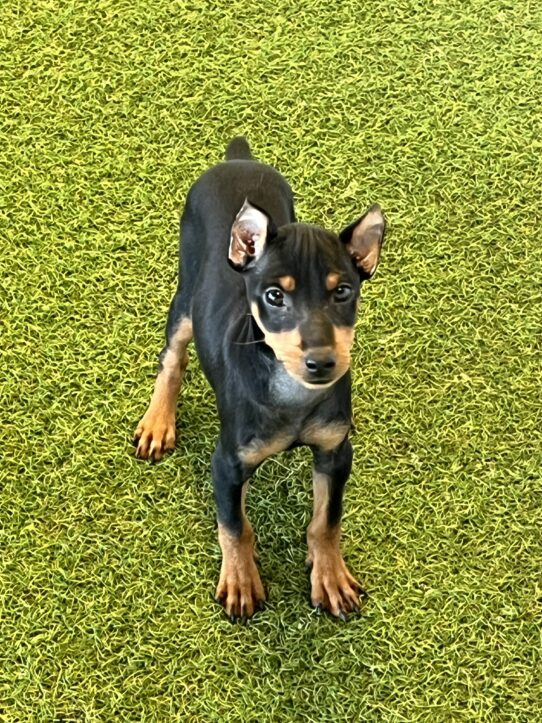 [#252312-01] Black / Rust M Miniature Pinscher Puppies For Adoption
