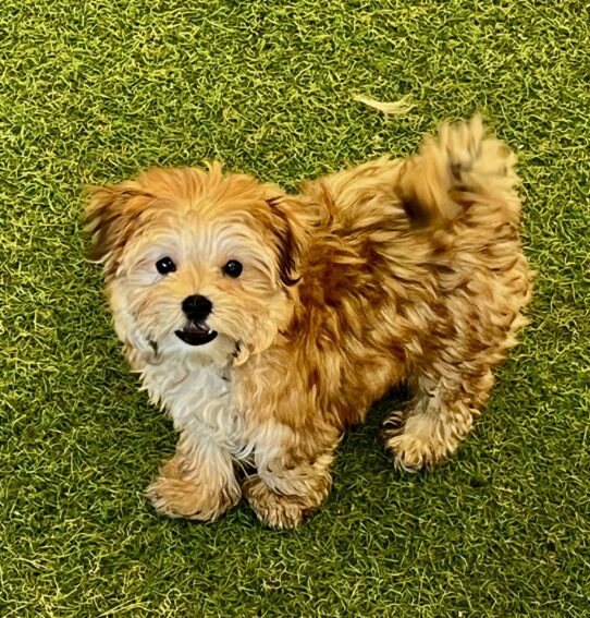 [#252690-01] Brown M Yorkie/Maltese Puppies For Adoption