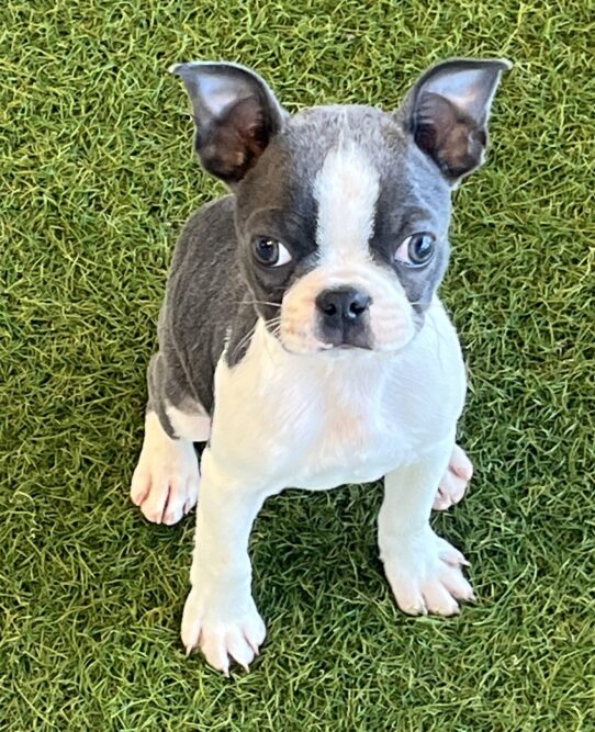 [#252232-06] Blue / White F Boston Terrier Puppies For Adoption