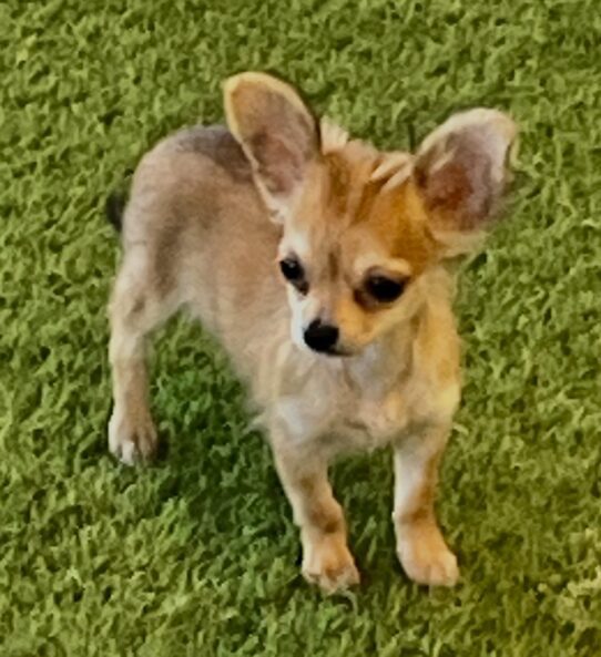 [#251957-01] Brindle M Chihuahua Puppies For Adoption