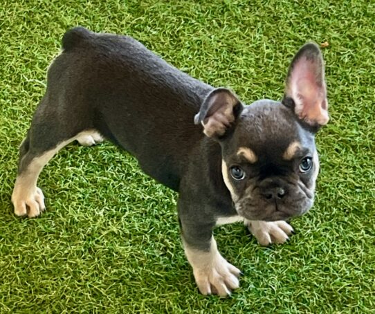 [#252465-01] Blue / Tan M French Bulldog Puppies For Adoption