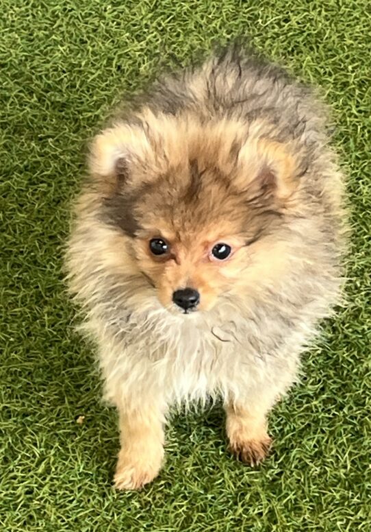 [#252252-03] Sable M Pomeranian Puppies For Adoption
